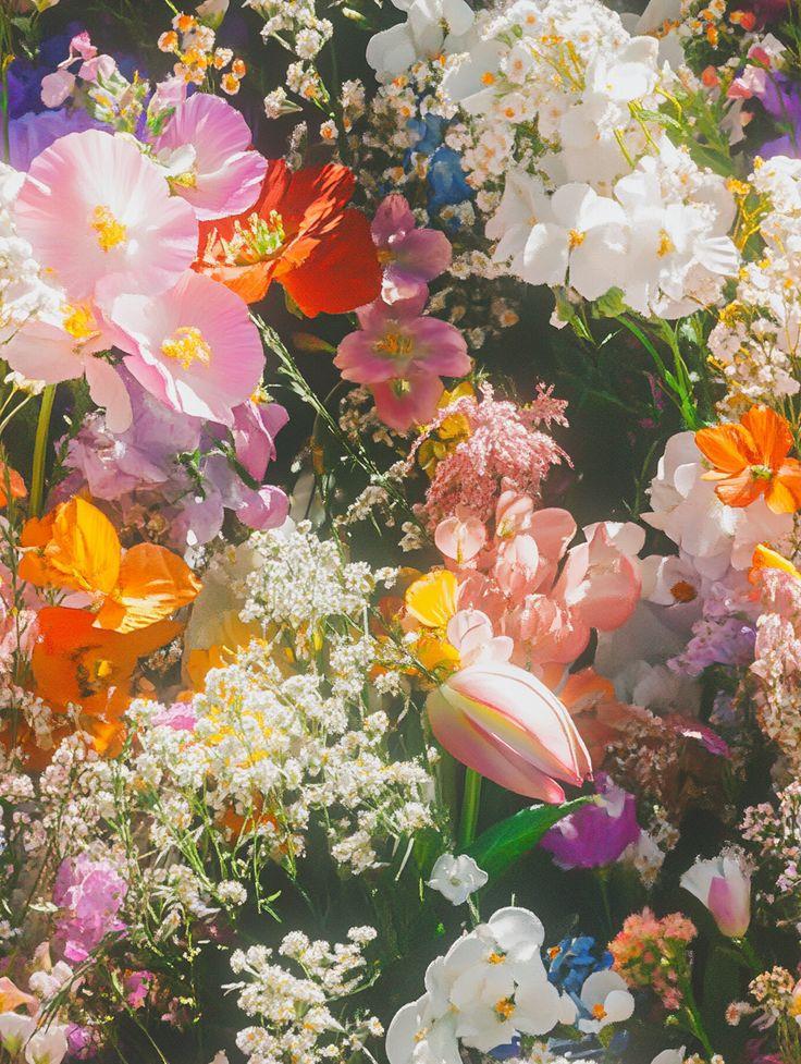 Sunbeam Waltz: Radiant Floral Overture